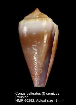 Conus balteatus (f) cernicus.jpg - Conus balteatus (f) cernicusH.Adams,1869